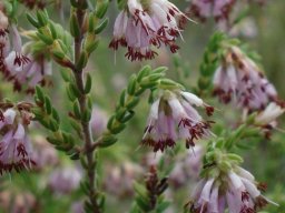 Erica labialis plump leaves